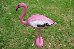 Flamingo W007