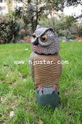 Owl R012