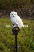 Owl R026