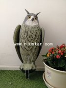 Owl R031