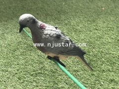 Pigeon S043