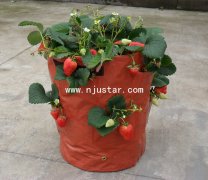 Strawberry bag PP008
