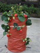 Strawberry bag PP010